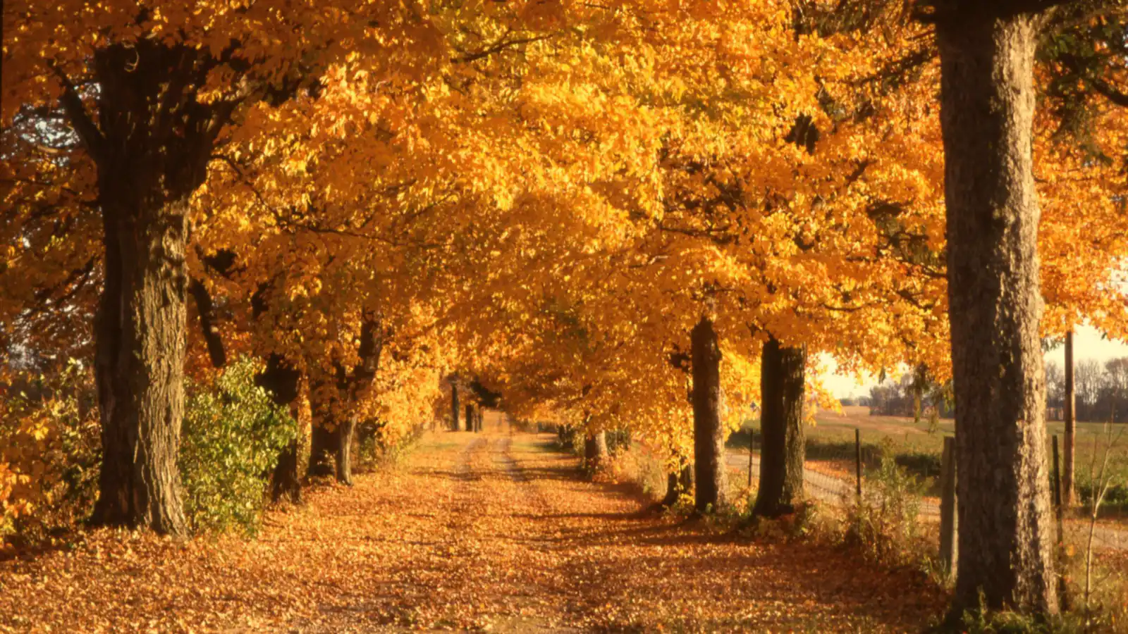 Country lane lined with golden autumn trees and fallen leaves